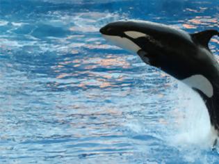 Φωτογραφία για Μια φάλαινα όρκα γεννιέται on camera! [Video]