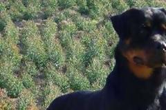 Σκυλιά κατασπάραξαν 9χρονο αγοράκι στη Γερμασόγεια