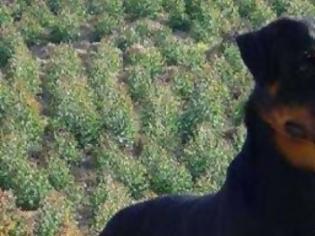 Φωτογραφία για Σκυλιά κατασπάραξαν 9χρονο αγοράκι στη Γερμασόγεια