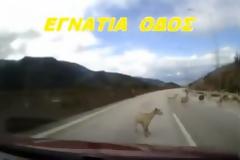 Μπήκαν τα γίδια... στην Εγνατία! (video)