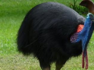 Φωτογραφία για Το πιο «αιμοβόρικο» πτηνό του κόσμου
