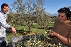 Το ελληνικό ελαιόλαδο γιορτάζει και διαγωνίζεται