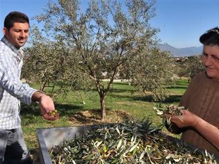 Φωτογραφία για Το ελληνικό ελαιόλαδο γιορτάζει και διαγωνίζεται