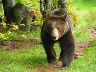 Φωτογραφία για Η πιο θανατηφόρα χρονιά για τις αρκούδες το 2012