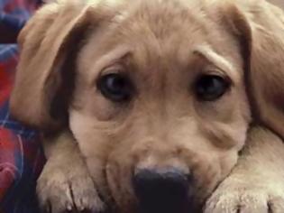 Φωτογραφία για Φρίκη στο Μεσολόγγι: Παρανοϊκοί θανατώνουν σκυλάκια