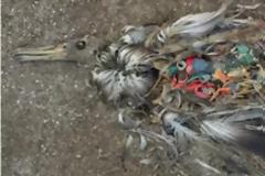 Σοκαριστικό video: Εκεί καταλήγουν όλα τα σκουπίδια που πετάμε στη θάλασσα