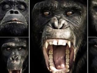 Φωτογραφία για Οι μορφασμοί των χιμπατζήδων