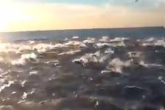 Το βίντεο με τα χιλιάδες δελφίνια που σαρώνει στο διαδίκτυο!