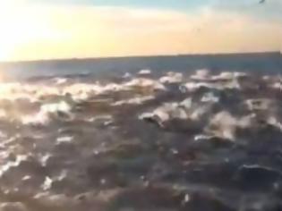 Φωτογραφία για Το βίντεο με τα χιλιάδες δελφίνια που σαρώνει στο διαδίκτυο!