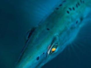 Φωτογραφία για Το ψάρι με τα μάτια «ουράνιο τόξο»