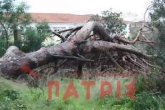 Πύργος: Kατέρρευσε πεύκο ύψους 20 μέτρων