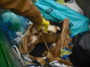 Φωτογραφία για Θεσσαλονίκη: 9 κουτάβια νεκρά σε σκουπιδοτενεκέ