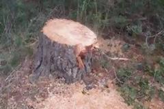 Στροφυλιά: Πυροβολισμοί και μαχαίρια για εκφοβισμό των δασικών υπαλλήλων από λαθροϋλοτόμους - Ανατριχιαστικές οι καταγγελίες