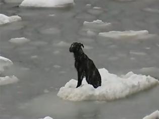 Φωτογραφία για Ψαράδες έσωσαν σκύλο που επέπλεε σε μικρό κομμάτι πάγου [video]