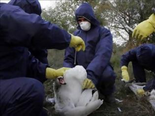 Φωτογραφία για Άλλος ένας νεκρός από τη γρίπη των πτηνών στην Κίνα