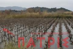 Ηλεία: «Πνιγμένη» μέσα σε τόνους νερού η σταφίδα