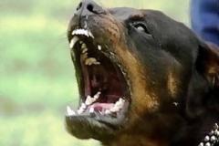 Πάτρα: Πήγε να ζητήσει δουλειά και του έκοψε το αφτί ο σκύλος!
