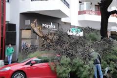 Οι δήμοι υποχρεούνται να αποζημιώνουν για τραυματισμούς και ζημιές από πτώσεις δέντρων