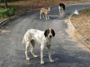 Φωτογραφία για Είδηση που ΣΟΚΑΡΕΙ: Βίασαν μέχρι θανάτου σκυλιά στη Λακωνία