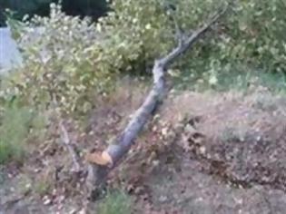 Φωτογραφία για Δέντρο χτύπησε δικυκλιστή στη Ναύπακτο!