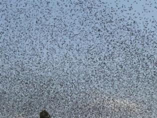 Φωτογραφία για Αλιβέρι: Γέμισε η πόλη με εκατομμύρια πουλιά!