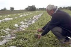 Αποζημιώσεις 12,1 εκατ. από τον ΕΛΓΑ