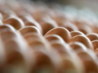 Φωτογραφία για Προσοχή στα βιολογικά αυγά εν όψει του Πάσχα