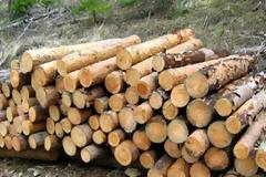 Αυστηρότερες ποινές για τη λαθροϋλοτομία