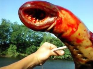Φωτογραφία για Τρομακτική λάμπραινα “πίνει” το αίμα μεγάλων ψαριών (ΦΩΤΟ)