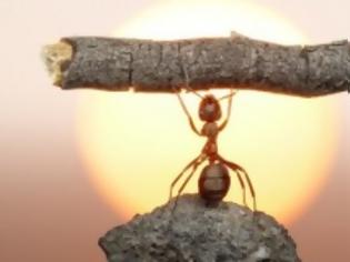 Φωτογραφία για Ξέρατε ότι υπάρχουν μυρμήγκια καμικάζι;