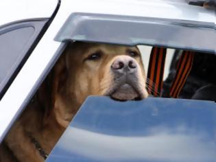 Φωτογραφία για FUNNY: Εκτελούνται μεταφορές σκύλων!!