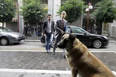 Τετράποδη... υποδοχή στους επικεφαλής της τρόικας