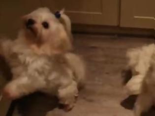 Φωτογραφία για Ακόμα και οι σκύλοι χορεύουν Harlem Shake! (Βίντεο)