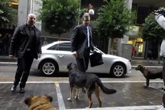 Τρόικα σε κυβέρνηση μετά από την επίθεση των αδέσποτων: Μαζέψτε τα σκυλιά σας