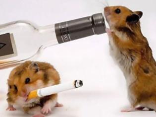 Φωτογραφία για Πώς θα απαλλαγείτε από τα ποντίκια στο σπίτι