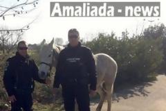 Αμαλιάδα: Η αστυνομία προσπαθούσε να συλλάβει ένα άλογο δραπέτη!