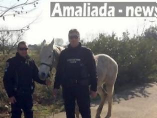 Φωτογραφία για Αμαλιάδα: Η αστυνομία προσπαθούσε να συλλάβει ένα άλογο δραπέτη!