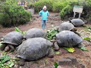 Φωτογραφία για Δεν είναι από την Αλίκη στη Χώρα των Θαυμάτων, είναι οι μεγαλύτερες χελώνες στον κόσμο!
