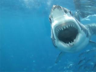 Φωτογραφία για Τα ταξίδια ενός λευκού καρχαρία online!