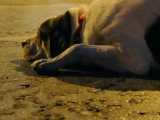 Φωτογραφία για Πρέβεζα: Επικήρυξαν τον δολοφόνο του άτυχου σκύλου