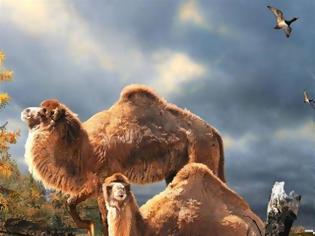Φωτογραφία για Καμήλες XL ζούσαν στην Αρκτική!