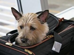 Φωτογραφία για Αποβολή επιβάτη από αεροπλάνο λόγω... σκύλου