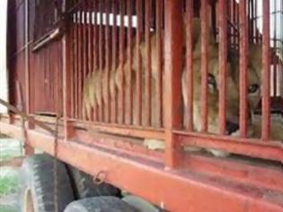Φωτογραφία για Λιοντάρι σκότωσε υπάλληλο σε ιδιωτικό κέντρο της άγριας ζωής στην Καλιφόρνια