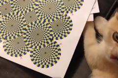 Αστεία αντίδραση γάτας σε illusion [Video]