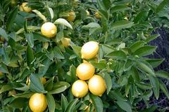 Έχεις τις μαύρες σου; Μύρισε ένα λεμόνι