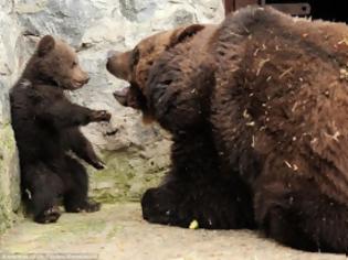 Φωτογραφία για ΦΑΝΤΑΣΤΙΚΕΣ ΕΙΚΟΝΕΣ : Μαμά αρκούδα μαλώνει το παιδί της !!!