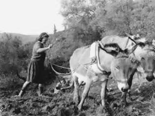 Φωτογραφία για Στη Θεσπρωτία ξανά οι γυναίκες στα χωράφια και τα ζώα...