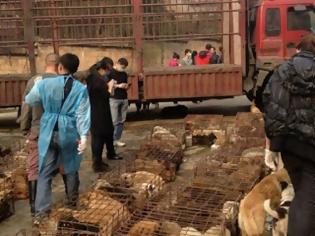 Φωτογραφία για ΣΟΚ: Έσωσαν σκυλάκια λίγο πριν τα σκοτώσουν για να τα μαγειρέψουν