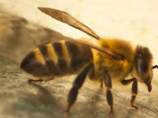 Φωτογραφία για Το δηλητήριο της μέλισσας προστατεύει από τον ιό HIV