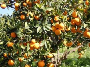 Φωτογραφία για Με άρωμα πορτοκαλιού τα Κούλουμα στο Φόδελε!